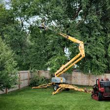 How Our Tree Care Process Works  in Pleasantdale, NJ